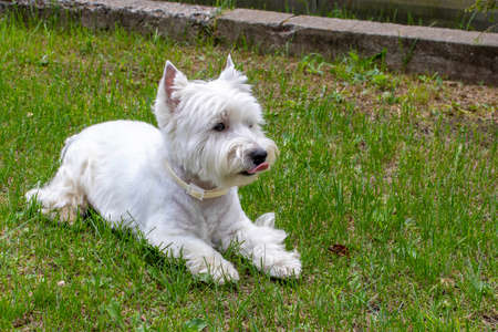 West highland white Terrier on the green grassの写真素材