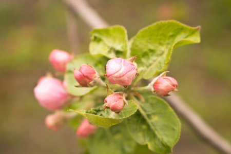 Blooming Apple tree in spring. Close up. Selective focus