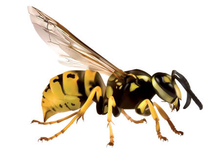 Hornet (Vespa crabro) on white backgroundのイラスト素材