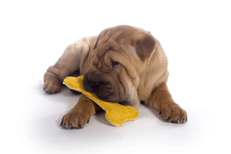  Sharpei puppy isolated on white の写真素材