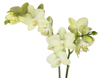 yellow beautiful phalaenopsis orchid isolated on white background のイラスト素材