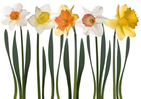 daffodil flowers on white background のイラスト素材
