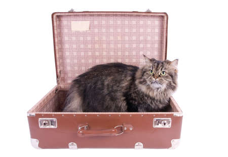 Persian cat sitting in vintage suitcase over white backgroundの写真素材