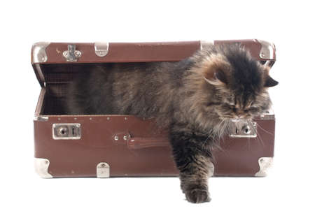 Cat gets out of an vintage suitcase over whiteの写真素材