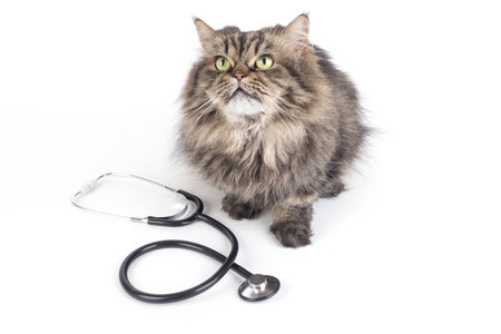 Persian cat with a stethoscope isolated on white backgroundの写真素材