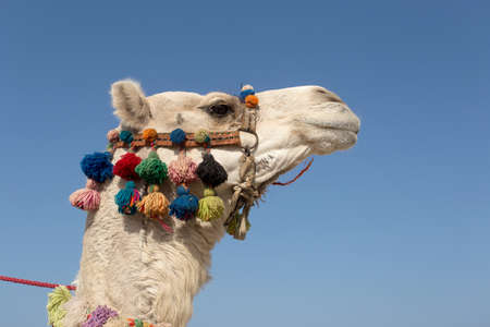 White camel standing on the Egyptian beachの写真素材