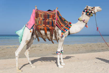 White camel standing on the Egyptian beachの写真素材