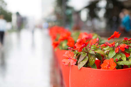 Decoration on the street of Moscow red flowersの写真素材