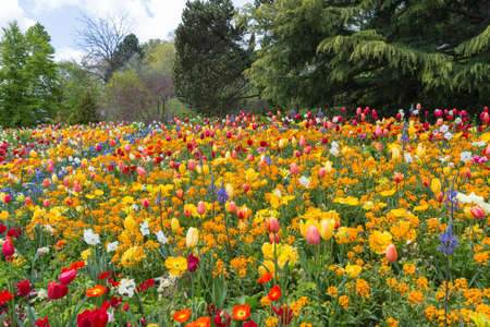 Multi Color field of tulipsの写真素材
