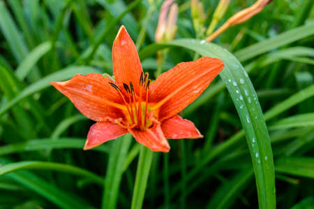 flowerの写真素材