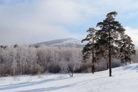 Birch forest winter snowdrifts ski tracksの写真素材