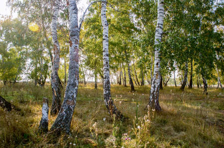 Picturesque places of Kazakhstan, Schuchinsk city, with its unique lake and forest!の写真素材