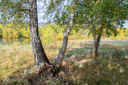 Picturesque places of Kazakhstan, Schuchinsk city, with its unique lake and forest!の写真素材