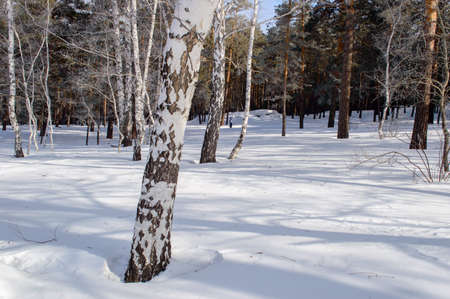 Birch forest winter snowdrifts ski tracksの写真素材