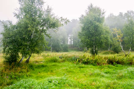 Picturesque places of Kazakhstan, Schuchinsk city, with its unique lake and forest!の写真素材