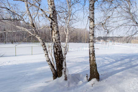 Birch forest winter snowdrifts ski tracksの写真素材
