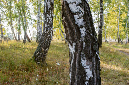 Picturesque places of Kazakhstan, Schuchinsk city, with its unique lake and forest!の写真素材