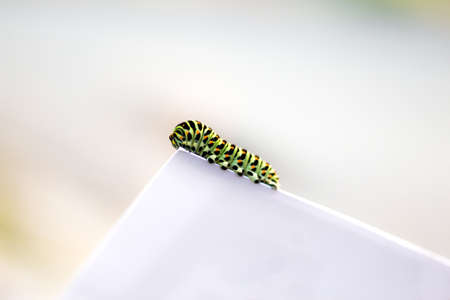 caterpillar