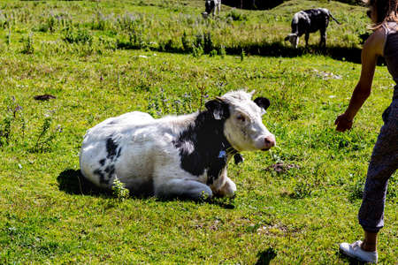 girl feeding a cow in natureの写真素材