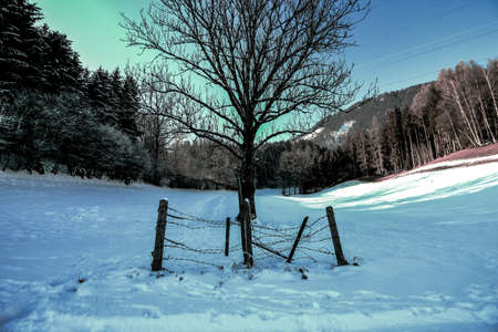 bold tree in winterscapeの写真素材