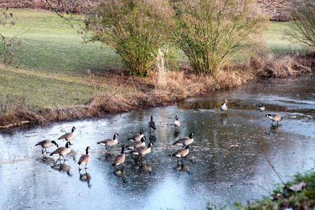 geese on frozen riverの写真素材
