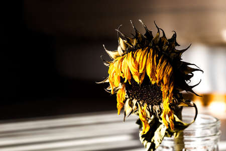 dried sunflower looking sad in daylightの写真素材