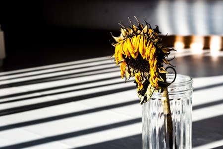 dried sunflower looking sad in daylightの写真素材