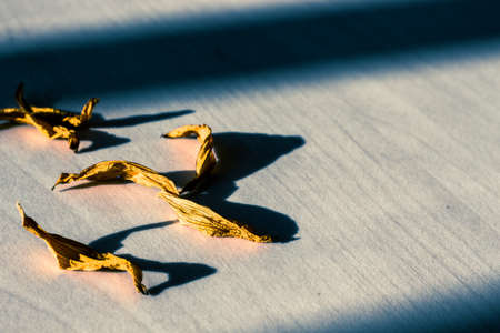 yellow leaves on wooden floorの写真素材