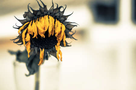 dried sunflower looking sad in daylightの写真素材