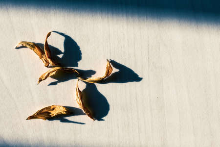 yellow leaves on wooden floorの写真素材