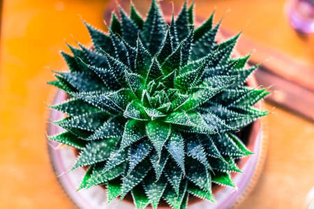 potted cactus indoors for decorationの写真素材