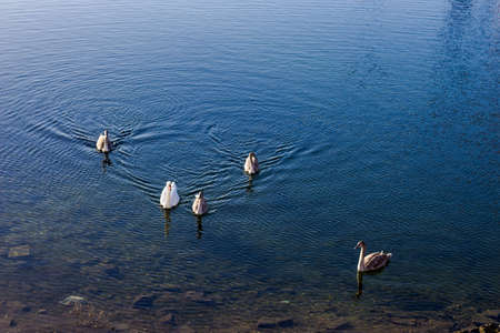 swans swimming on a riverの写真素材