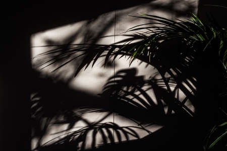 chamaedorea elegans room palm indoors