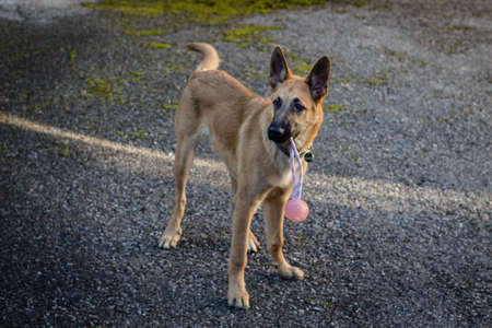 dog at a farm with a toy in his mouthの写真素材