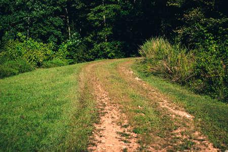 idyllic dirtroad across a meadow with treesの写真素材
