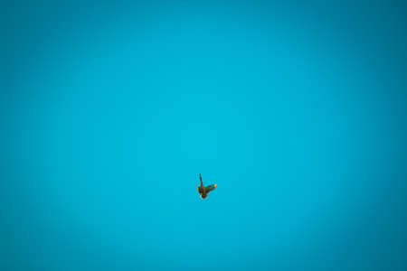 goose flying in the clear skyの写真素材