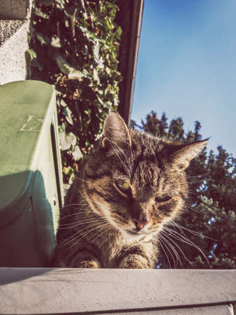 Seductive cat portrait