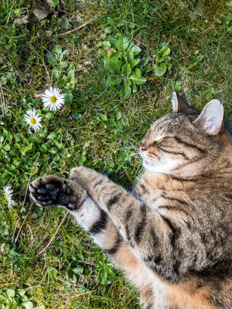 cat sleeping in garden with daisies and grassの写真素材