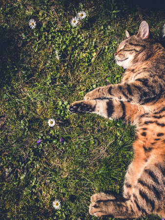 cat sleeping in garden with daisies and grassの写真素材