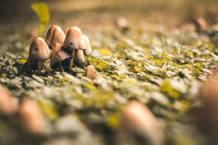 mushrooms growing in gardenの写真素材
