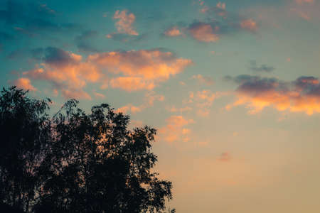 tree silhouettes at sunsetの写真素材