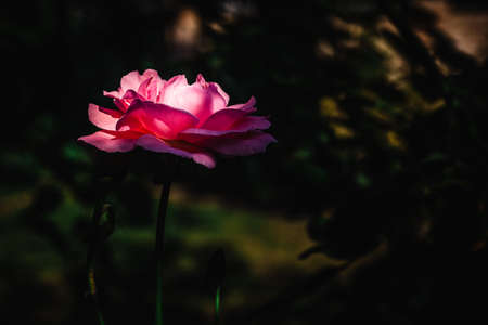 pink rose flower on dark backgroundの写真素材