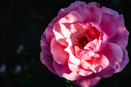 pink rose flower on dark background