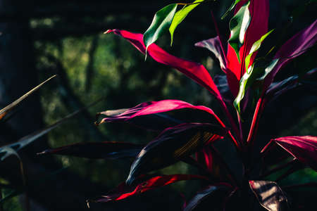 beautiful red and green leaves of potted plants at sunriseの写真素材
