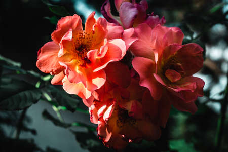 three roses blooming in garden
