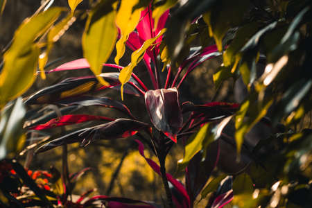 beautiful red and green leaves of potted plants at sunrise