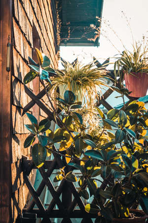 balcony with potted plants at sunriseの写真素材