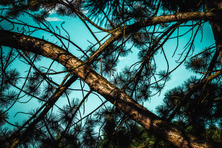 spruce branches