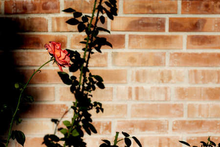 pink rose in garden in front of a brick wallの写真素材