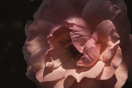 pink rose flower on dark backgroundの写真素材